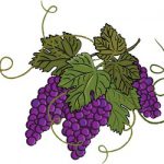 grape-clip-art-4